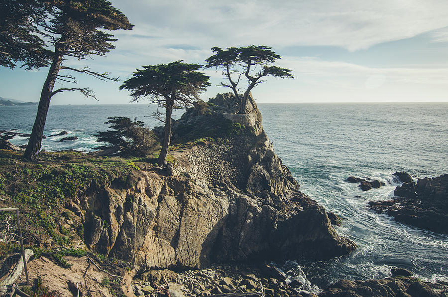 The Lone Cypress No.2 Photograph by Margaret Pitcher