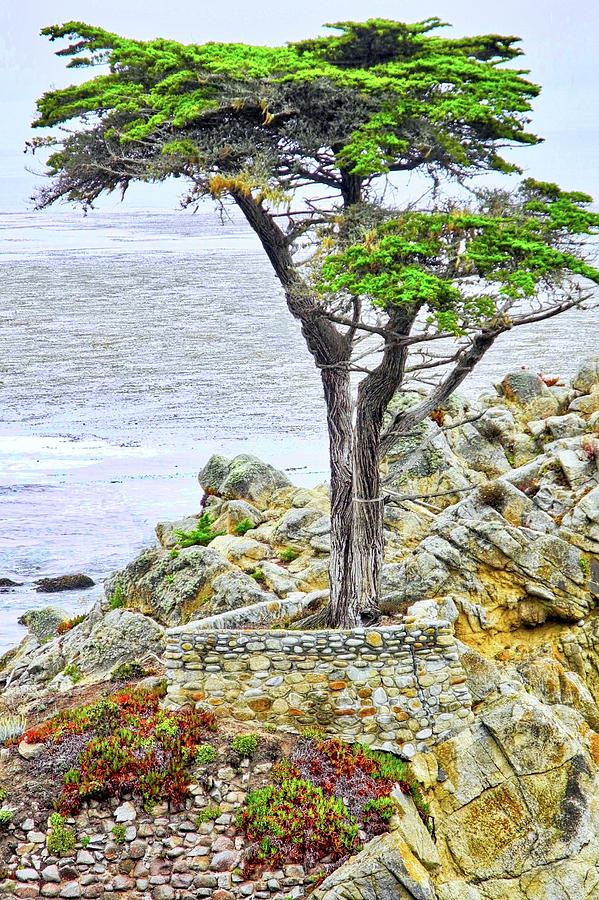 The Lone Cypress of Pebble Beach Photograph by Kirsten Giving