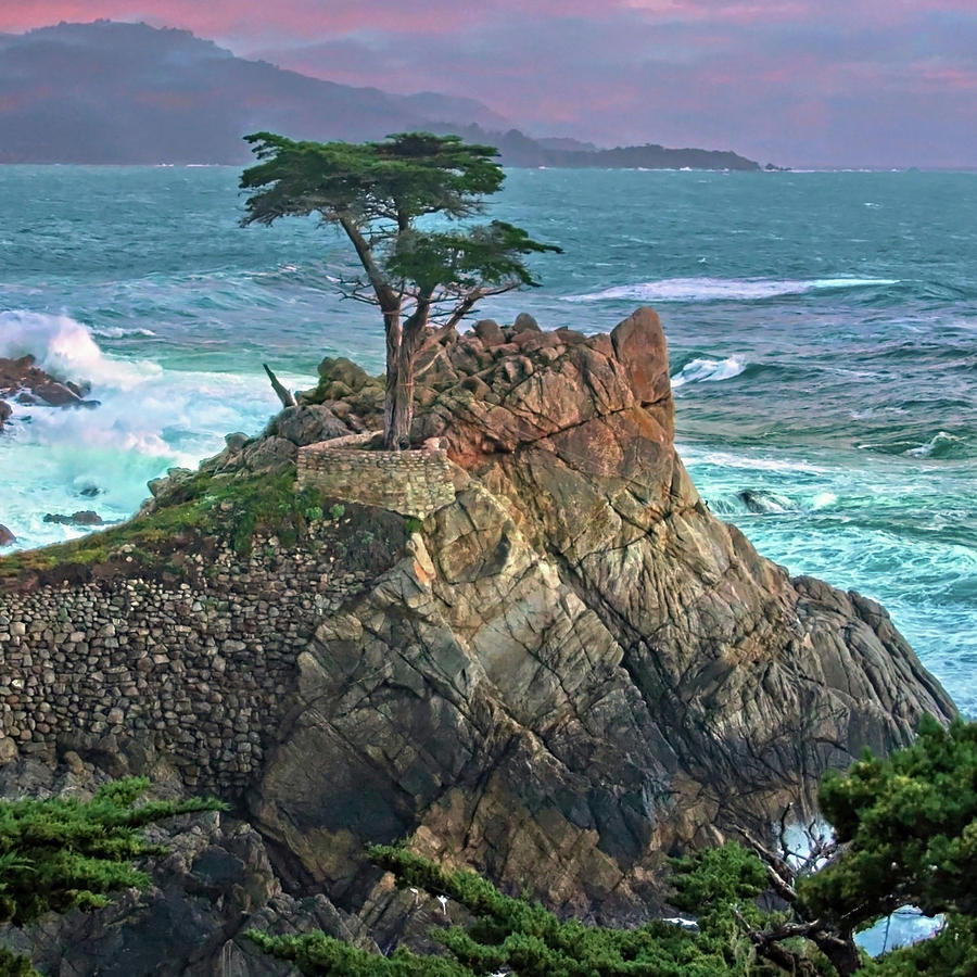 The Lone Cypress Photograph by Suzanne Stout