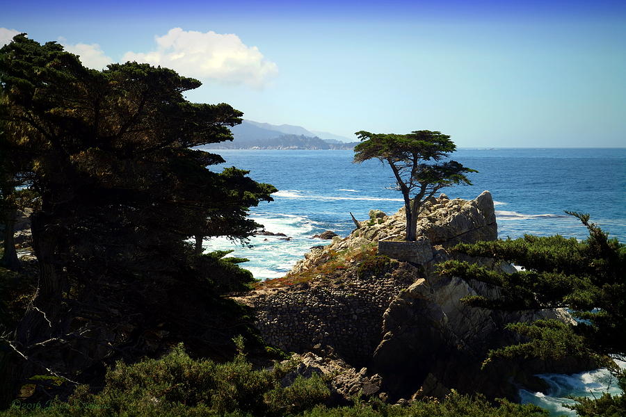 The Lone Cypress Tree Photograph by Joyce Dickens - Fine Art America