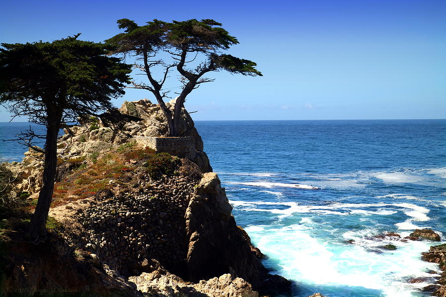 The Lone Cypress Tree Two Photograph by Joyce Dickens - Fine Art America