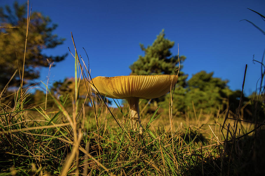 The lone fungus Photograph by Ed James