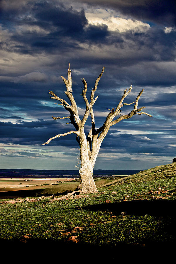 The Lone Gum Photograph by Mark Egerton