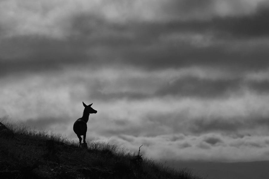 The Lone Hind Photograph by Gavin MacRae