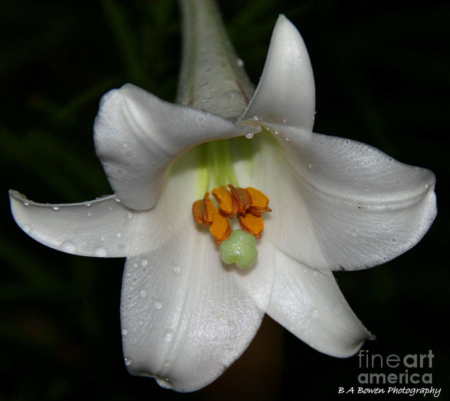 The Lone Lily Photograph by Barbara Bowen