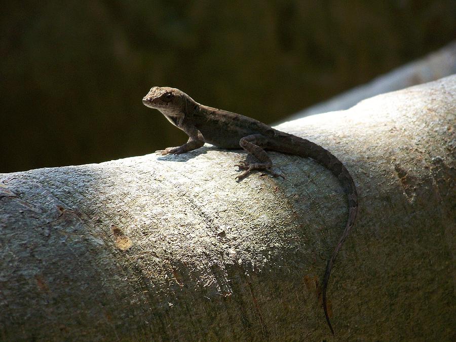 The Lone Lizard Photograph by Amanda Vouglas
