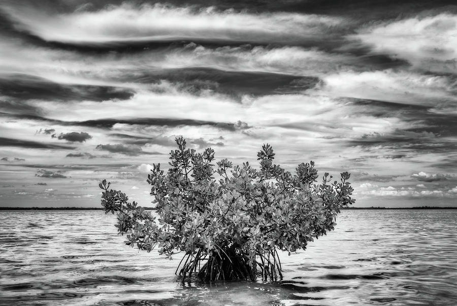 The Lone Mangrove Photograph by Susan Pantuso | Fine Art America