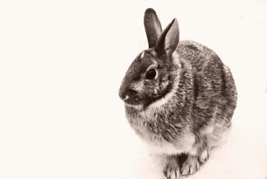 Black And White Photograph - The lone Rabbit by Marysue Ryan