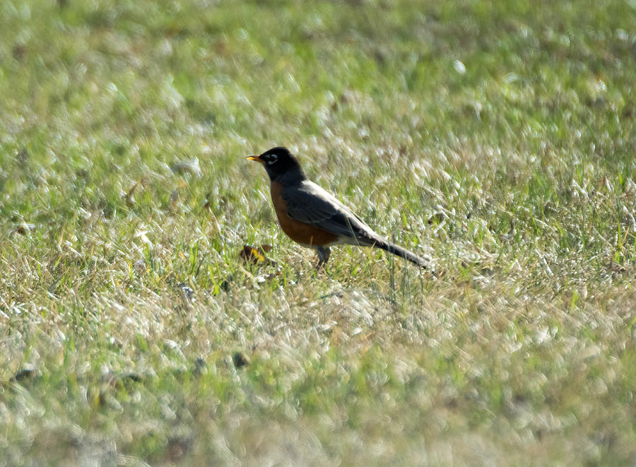 The Lone Robin Photograph by Holden The Moment
