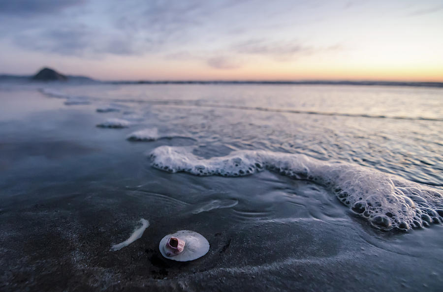 The Lone Sand Dollar Photograph by Margaret Pitcher