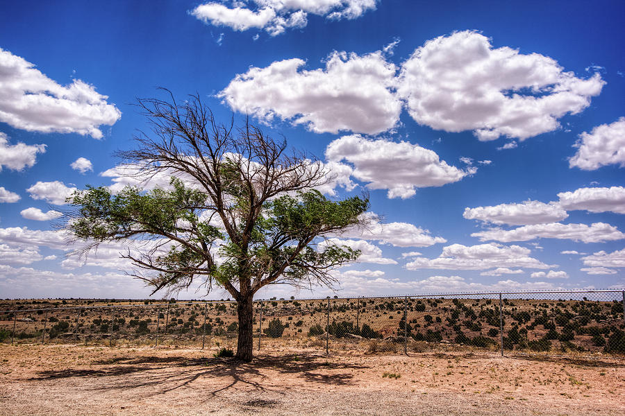 The Lone Tree Photograph by Brett Engle