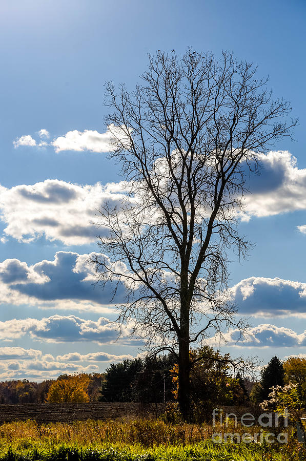 The lone tree Photograph by Grace Grogan