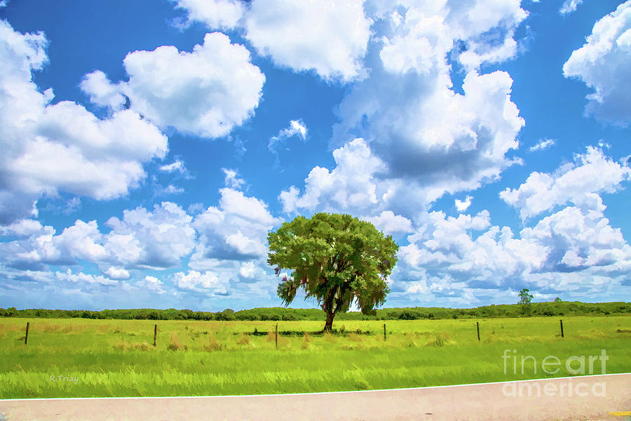 The Lone Tree Of The Beaten Path Photograph by Rene Triay FineArt Photos