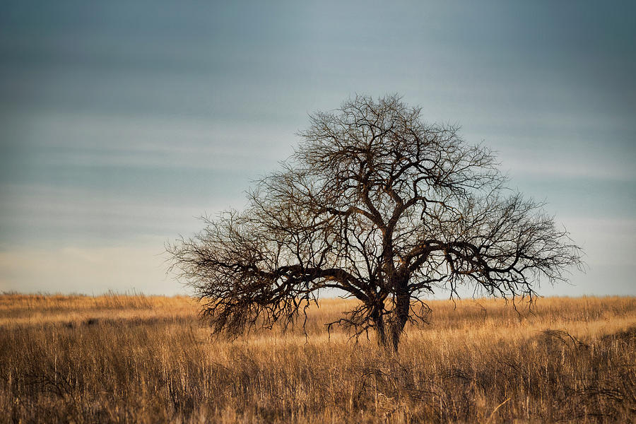 The Lone Tree  Photograph by Saija Lehtonen