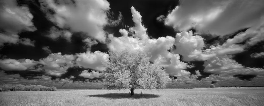 Black And White Photograph - The Lone Tree by Susan Pantuso