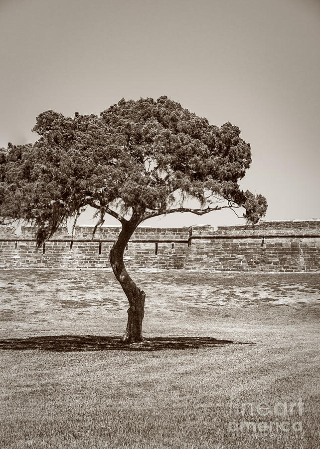 Black And White Photograph - The Lone Tree by Todd Blanchard