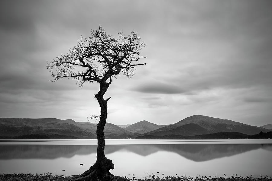 The Lone Tree Photograph by Veli Bariskan