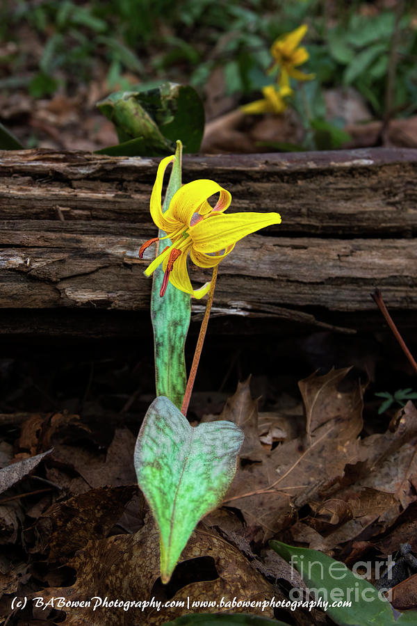The Lone Trout Lily Photograph by Barbara Bowen