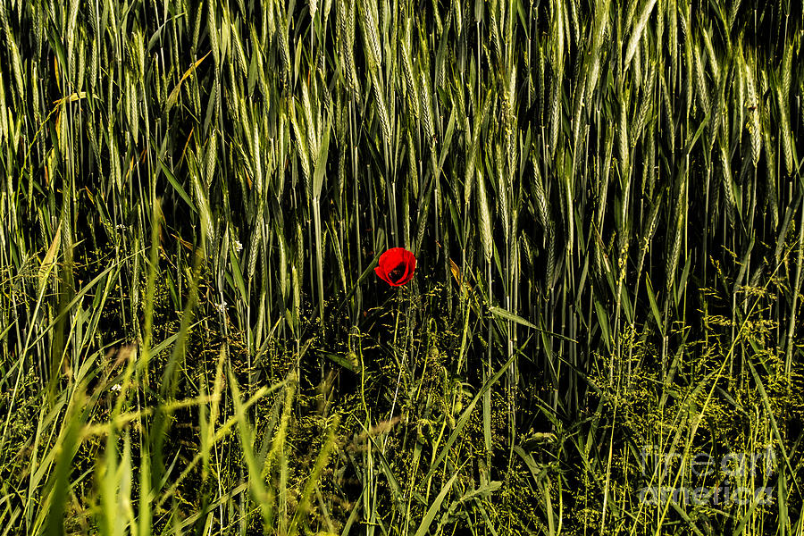 Poppy Photograph - The loneliness of a poppy by Riccardo Maffioli