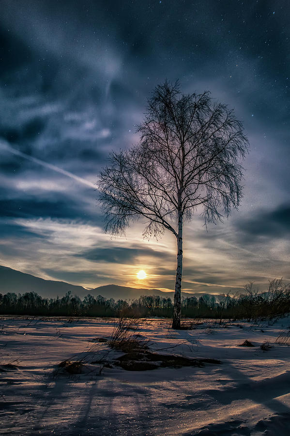 The lonely birch Photograph by Plamen Petkov