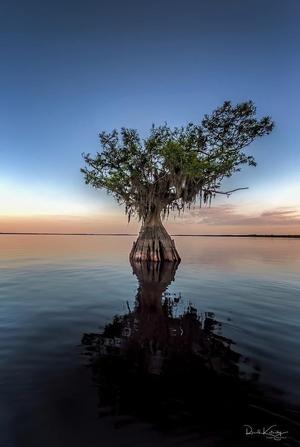 The Lonely Cypress Photograph by Ronald Kotinsky - Fine Art America