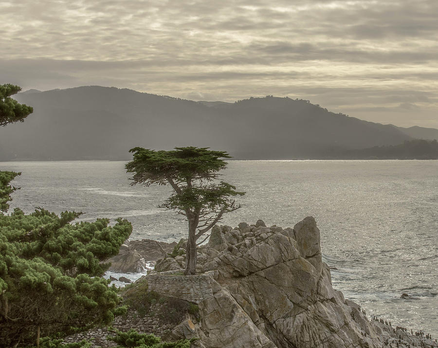 The Lonely Cypress Photograph by Wendy Carrington