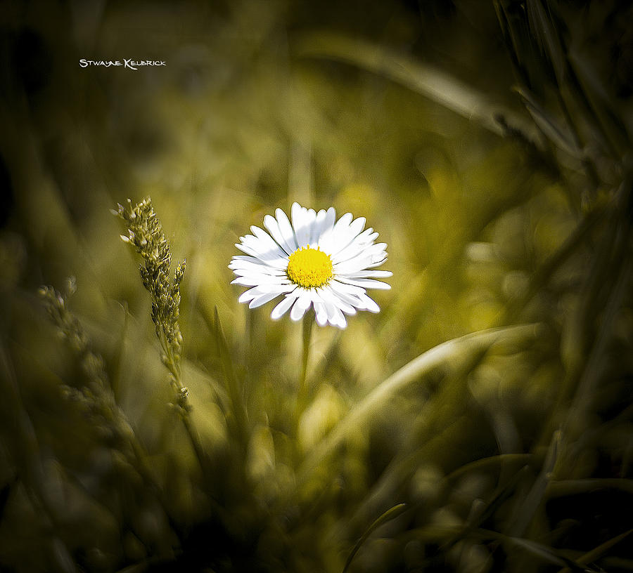 Flower Photograph - The lonely daisy by Stwayne Keubrick Flower Photograph - The lonely daisy by Stwayne Keubrick
