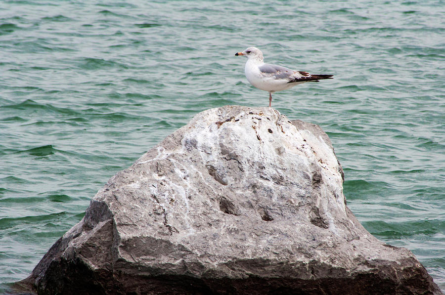 The Lonely Gull Photograph