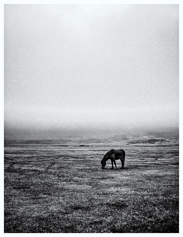 The Lonely Horse Photograph by Bo Nielsen