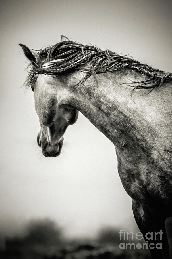 The Lonely Horse Photograph by Dimitar Hristov