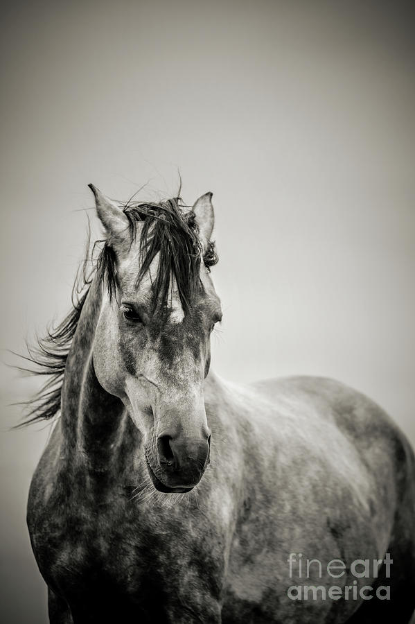 The Lonely Horse Portrait in Black and White Photograph by Dimitar Hristov