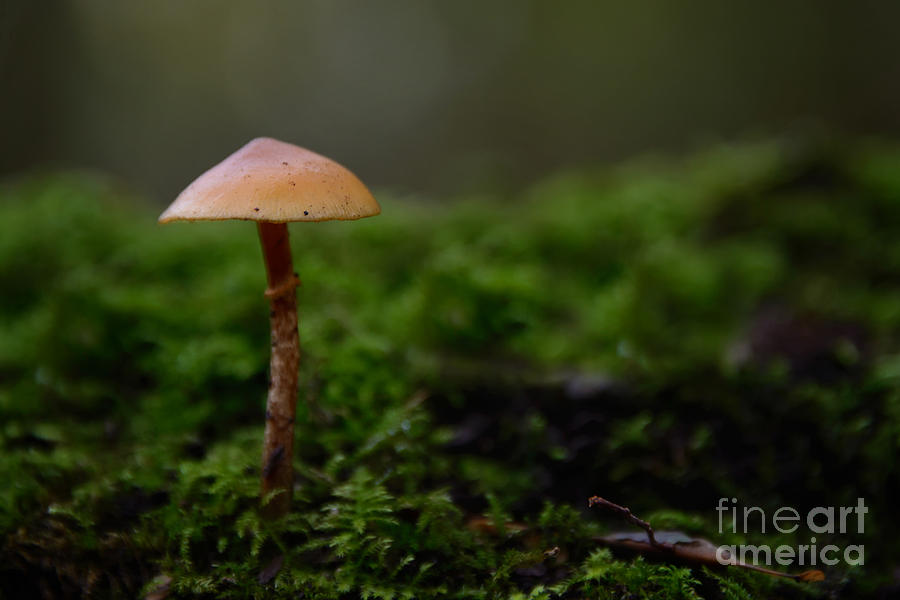 The lonely mushroom Photograph by IPics Photography - Fine Art America