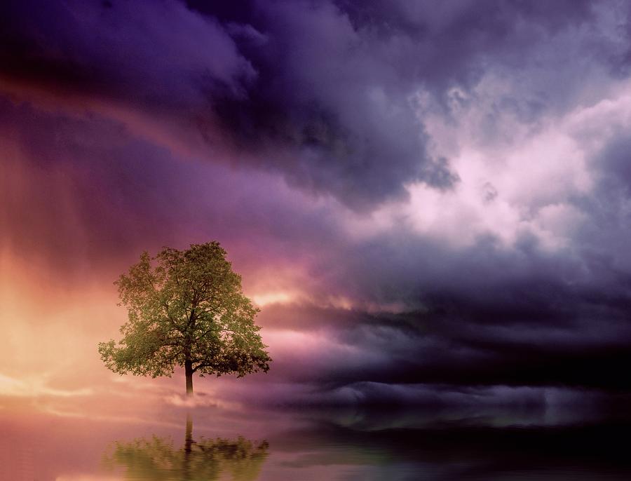 The lonely tree and purple sky Digital Art by Lilia S