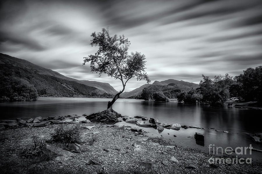 The lonely tree at Llyn Padarn lake - Part 2 Photograph by Mariusz Talarek