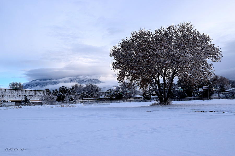 Snowy Lonely Tree Photograph