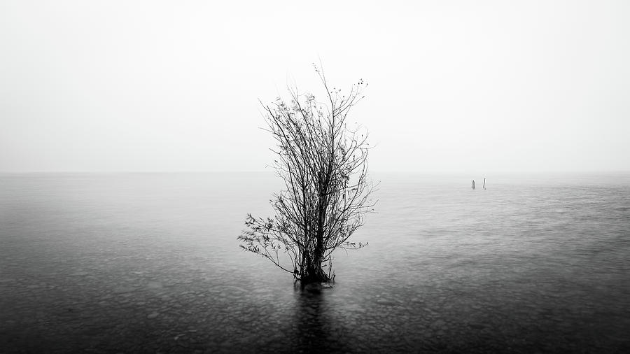 The lonely tree - Garda lake, Italy - Fine art photography Photograph by Giuseppe Milo