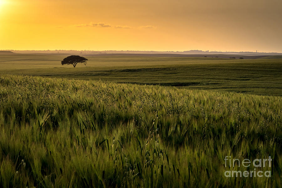 The lonely tree, Israel landscape Photograph by Nir Ben-Yosef