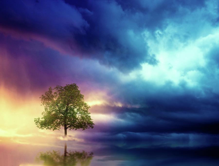 The lonely Tree Digital Art by Lilia D