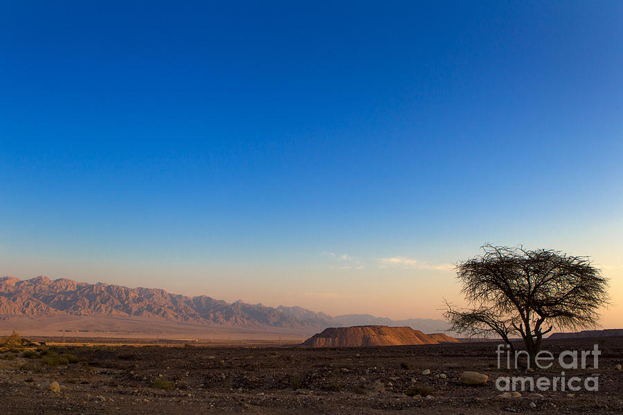 The Lonely Tree Photograph by Nir Ben-Yosef