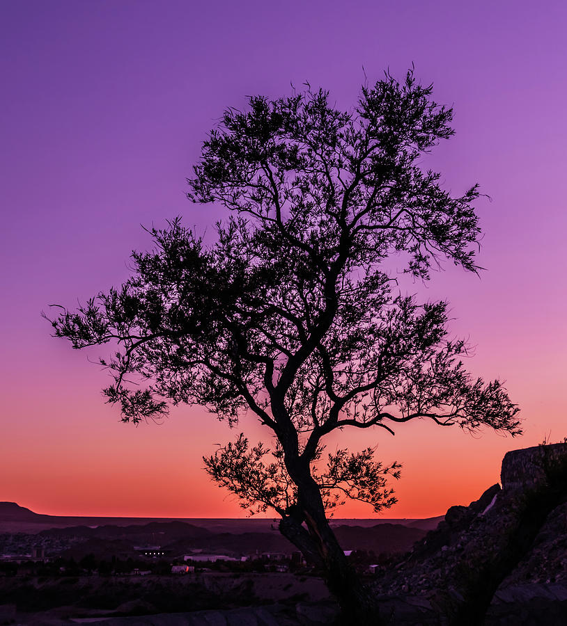 The Lonely Tree Photograph