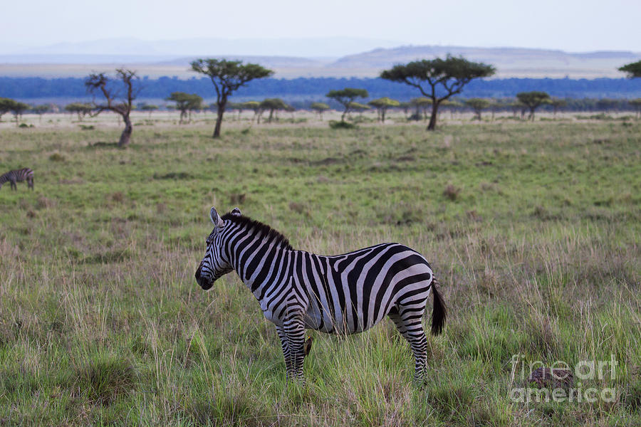 The Lonely Zebra Photograph by Karen Lewis