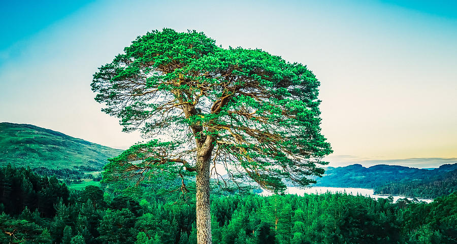 Panorama Photograph - The Loner by Radek Spanninger Panorama Photograph - The Loner by Radek Spanninger