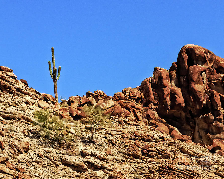 The Lonesome Saguaro Photograph by Robert Bales