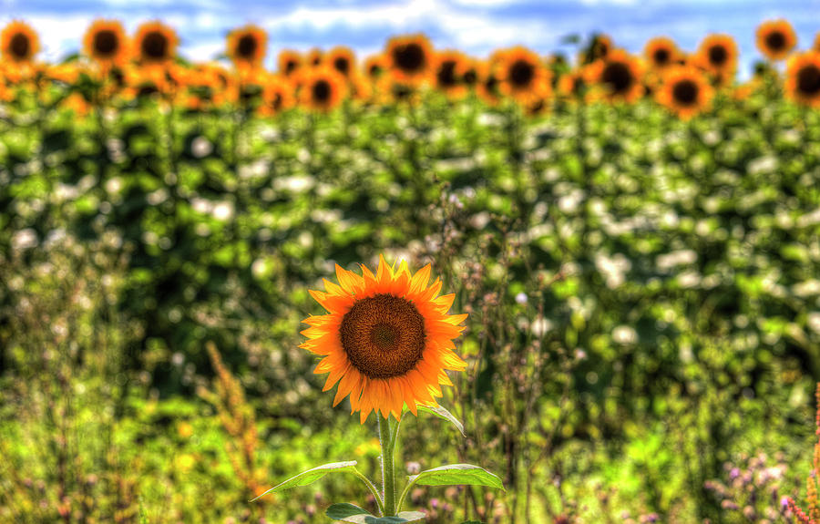 The Lonesome Sunflower Photograph by David Pyatt