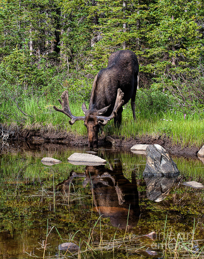 Moose Photograph - The Long Cold Drink by Jim Garrison