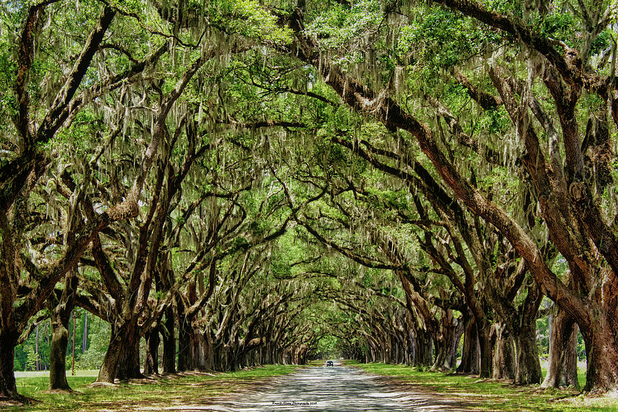 The Long Drive, Wormsloe Plantation, Savannah, GA Photograph by Russell ...