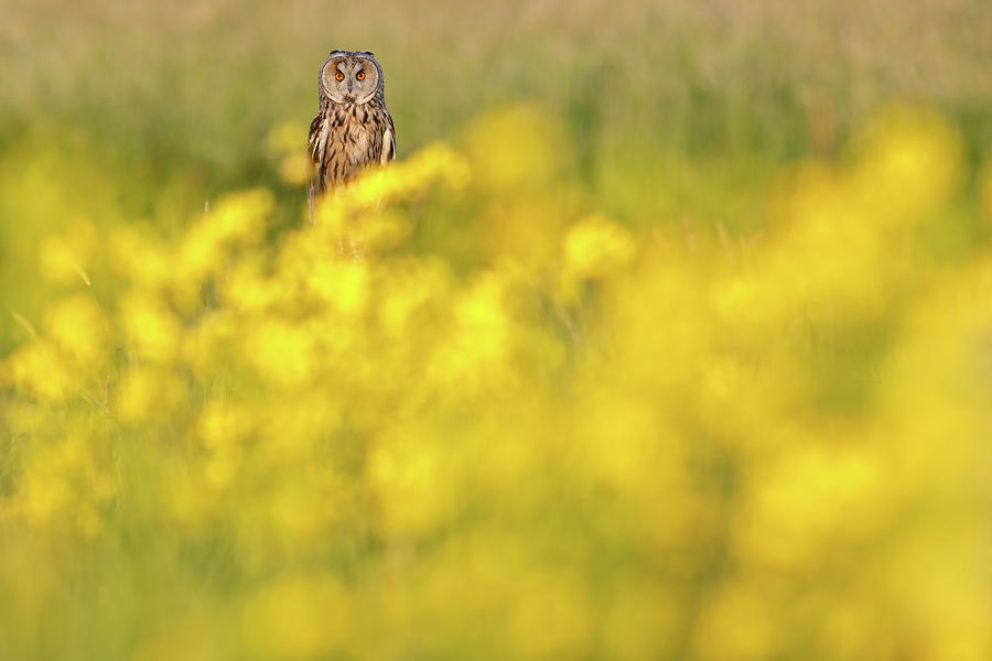 Owl Photograph - The Long Eared Owl in the Flower Bed by Roeselien Raimond