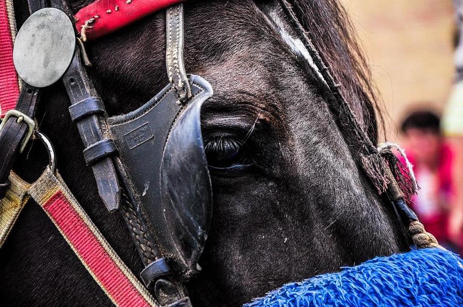 Horse Photograph - Emancipate Me by Nicole Radlow