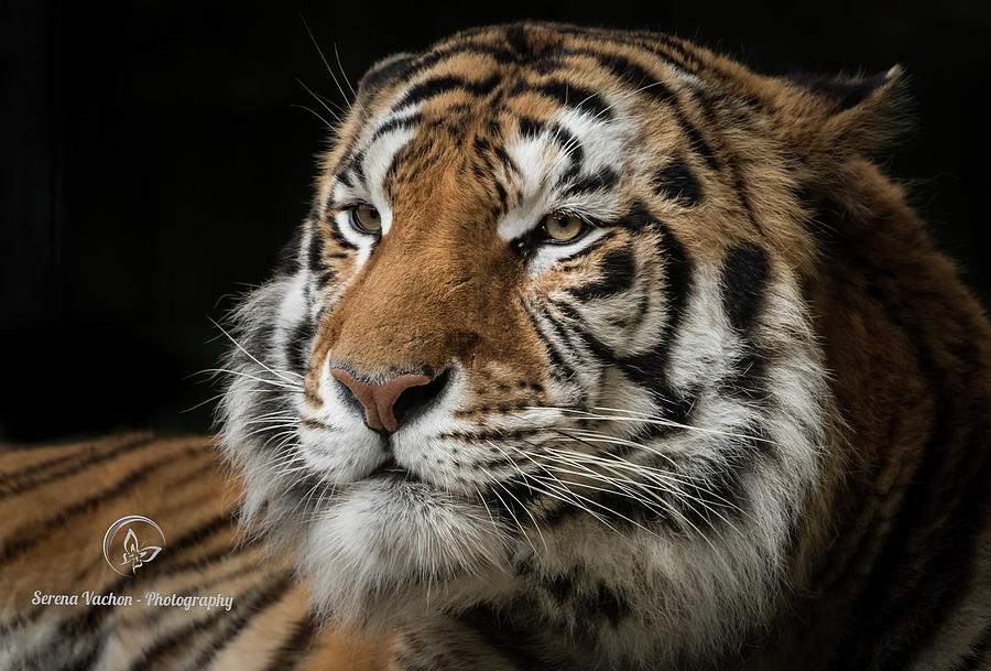 The Long Stare by Serena Vachon The Long Stare by Serena Vachon