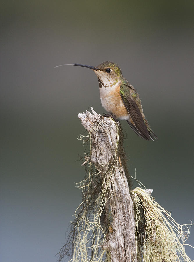 Wildlife Photograph - The Long Tongue of a Hummingbird by Tim Grams